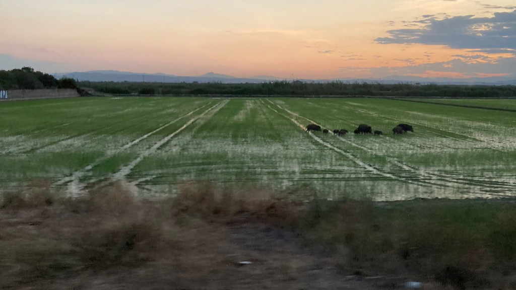 Patos Jabal S Y Flamencos Destrozan Los Arrozales De La Albufera