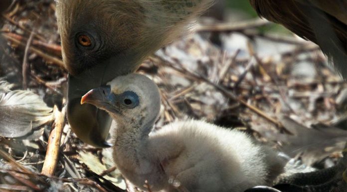 Dos voltors gais es converteixen en pares Buitres Gays