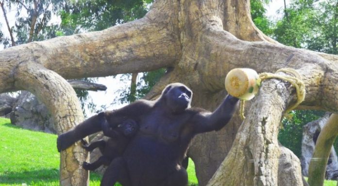 Els animals del Bioparc combaten la calor amb gelats i sorbets helados