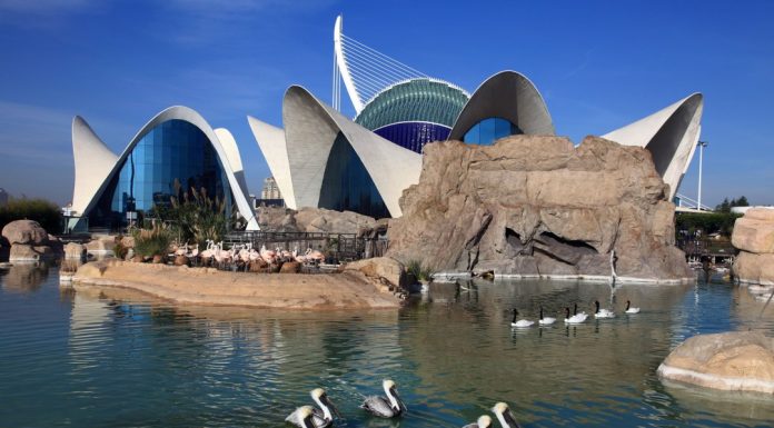 El Oceanogràfic, clave en el turismo pero también en la conservación marina Oceanogràfic