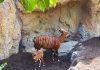 Naix en Bioparc una cria de bongo oriental Bongo