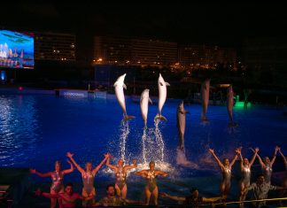 El oceanográfico lanza una oferta especial para el próximo fin de semana