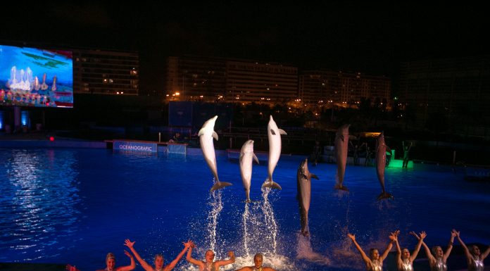 El oceanográfico lanza una oferta especial para el próximo fin de semana