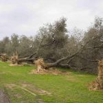 Xylella