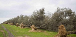 Xylella