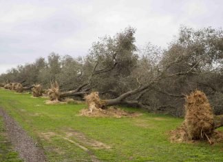 Xylella