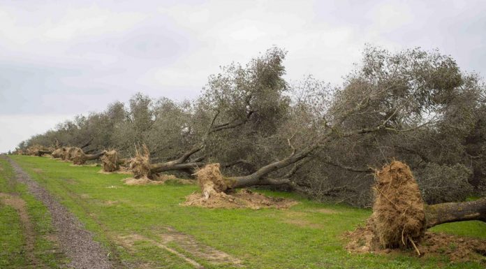 Xylella