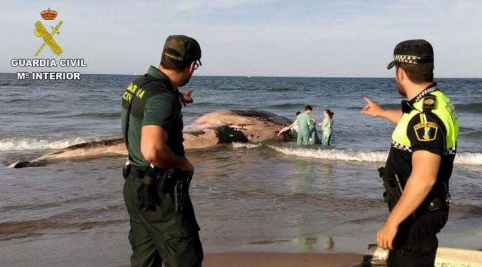 ¿Por qué es crucial el trabajo de un forense de ballenas? ballena varada