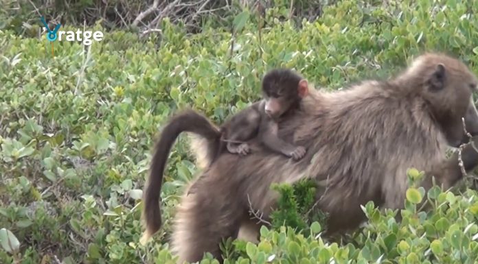 Los babuinos agreden a las hembras para aparearse