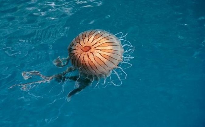 Així és la medusa Irukandji, la més perillosa del planeta, mortal e ...