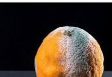 Investigación jabalíes y conejos