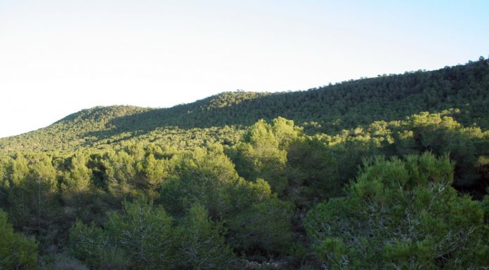 Prevención de incendios forestales