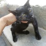 Gatos abandanados Burjassot