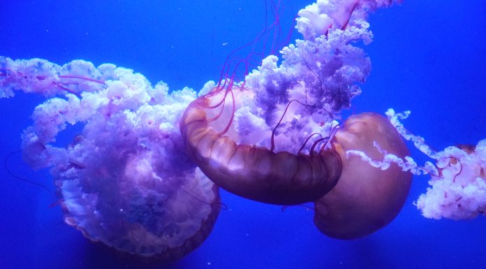 Naixen més de deu mil meduses en l’Oceanogràfic medusas