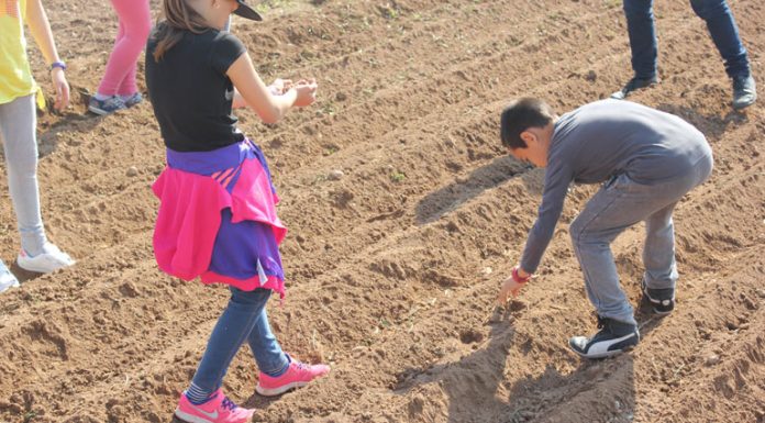 Els escolars culminen el seu aprenentatge sobre els secrets de conrear carabasses calabazas