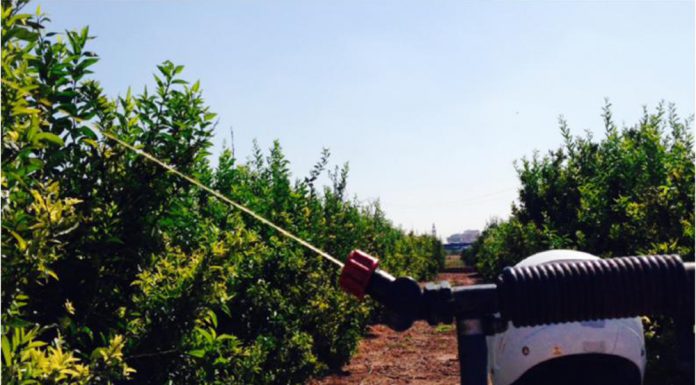 Agricultura lluita contra la mosca de la fruita en zones citrícoles Agricultura