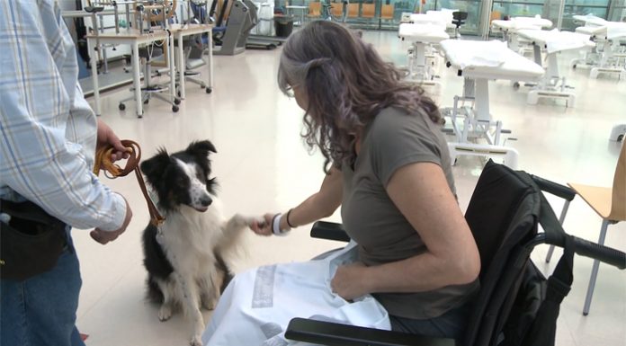 Gossos que fan amena l’estada hospitalària
