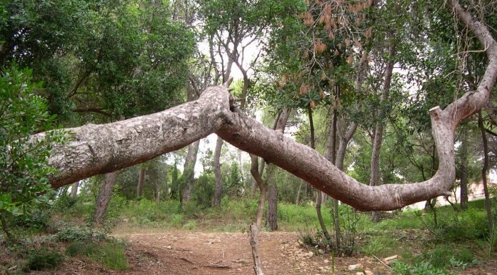 Torrent prepara el mes del Medi Ambient