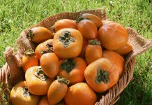 Vuelve el caqui, el producto valenciano de la eterna juventud caqui