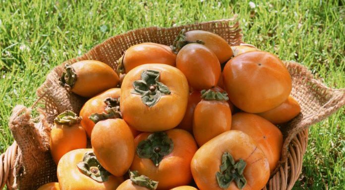 Torna el caqui, el producte valencià de l’eterna joventut caqui