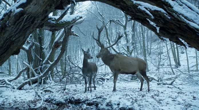 7 Televalencia et convida al preestrena de ‘En cuerpo y alma’ Karma