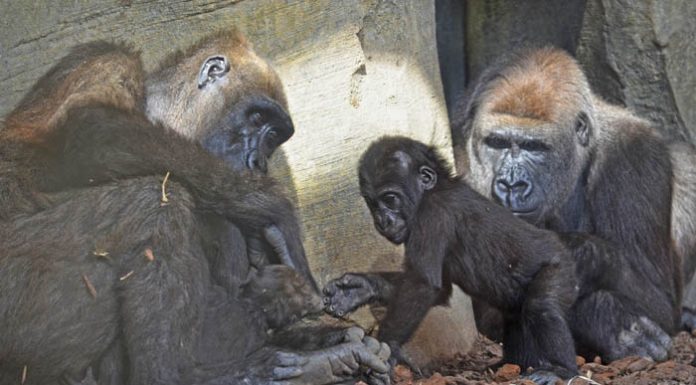 Nace un gorila en Bioparc Valencia y aumenta la familia de esta especie