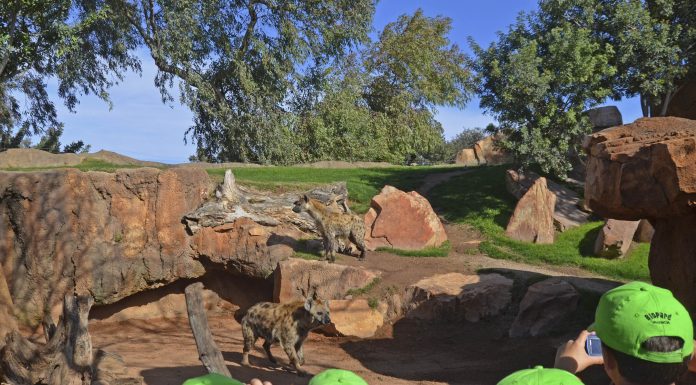 Expedició Àfrica Nadal de Bioparc obri el termini d’inscripció Bioparc