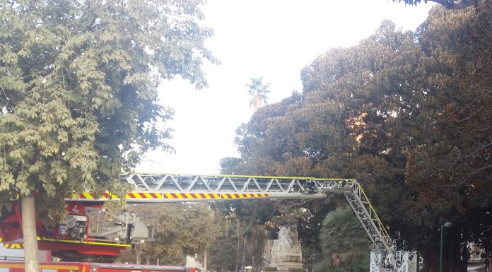 Continuen els treballs de poda dels ficus gegants de l’Albereda Alameda