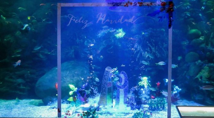 Un pessebre de plàstic reciclat sota les aigües tropicals del Oceanogràfic belen