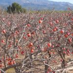 Los daños de las heladas sufridas por el viñedo a finales de abril supera los 45 millones de euros