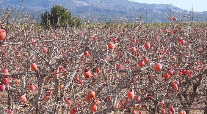 La Comunitat prepara la roba d’abric davant la baixada de temperatures Los daños de las heladas sufridas por el viñedo a finales de abril supera los 45 millones de euros