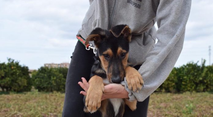 Conciencian a los valencianos en la adopción de animales abandonados animales