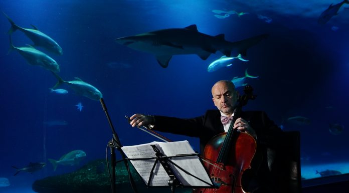 L’Oceanogràfic organitza un concert de Nadal entre belugas i taurons concierto