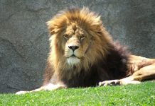 Muere el rey de la Selva de Bioparc