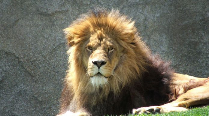 Muere el rey de la Selva de Bioparc