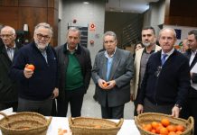 Las primeras mandarinas sin pepitas nacerán próximamente en Valencia mandarinas
