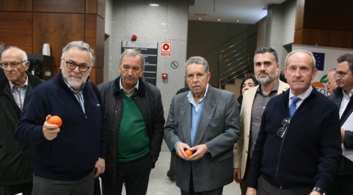 Les primeres mandarines sense llavors naixeran pròximament a València mandarinas