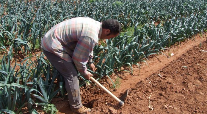 Els agricultores valencians demanden millores fiscals davant la sequera agricultores
