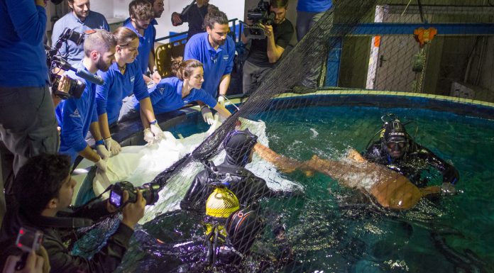 L’Oceanogràfic presenta un «revolucionari» sistema de control oceànic Ocenaografico