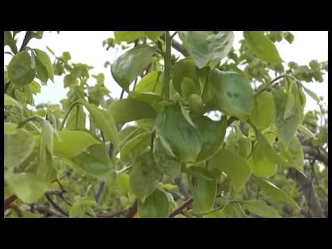 Los agricultores valencianos demandan mejoras fiscales ante la sequía