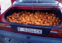 La Policia confisca més de 150 quilos de taronges robo naranjas