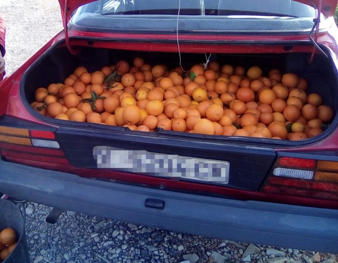 robo naranjas