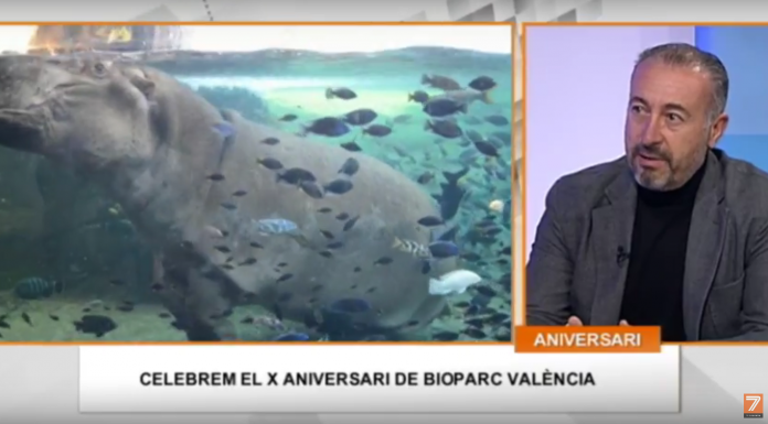 El director de Bioparc asegura que el parque «está mejor ahora que hace diez años» director
