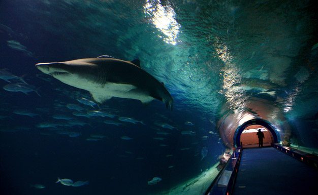 El Oceanogràfic suelta 20 tiburones pintarroja en la playa de Valencia tiburones