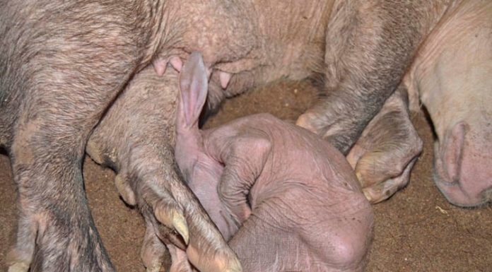 Bioparc, el millor centre per a reproduir porcs formiguers Cerdo hormiguero