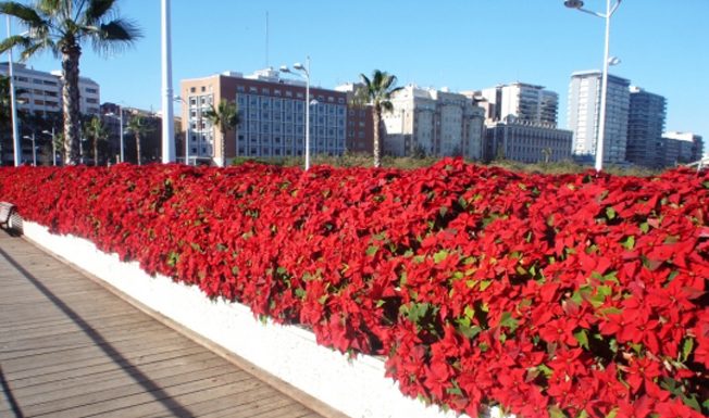 Personas dependientes plantarán 15.000 geranios en el Puente de las Flores