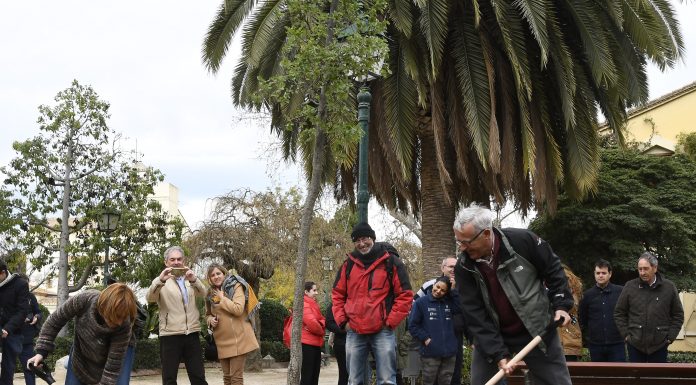 Cinc rutes per a descobrir València a través dels seus arbres més emblemàtics árboles