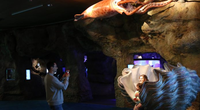 Els «Misteris del Mar» al descobert en l’Oceanogràfic Oceanogràfic