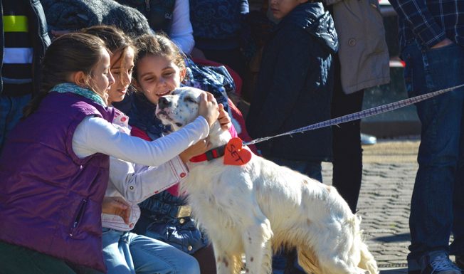 Precaucions per evitar paràsits i picades en les nostres mascotes