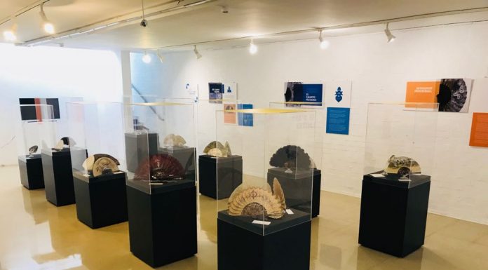 Cinc segles d’art a través del palmito abanico